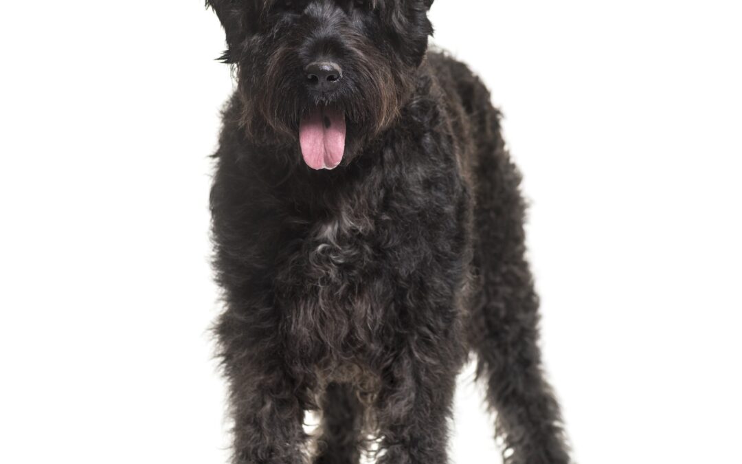 About the Breed