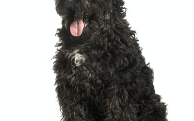 Bouvier des Flandres